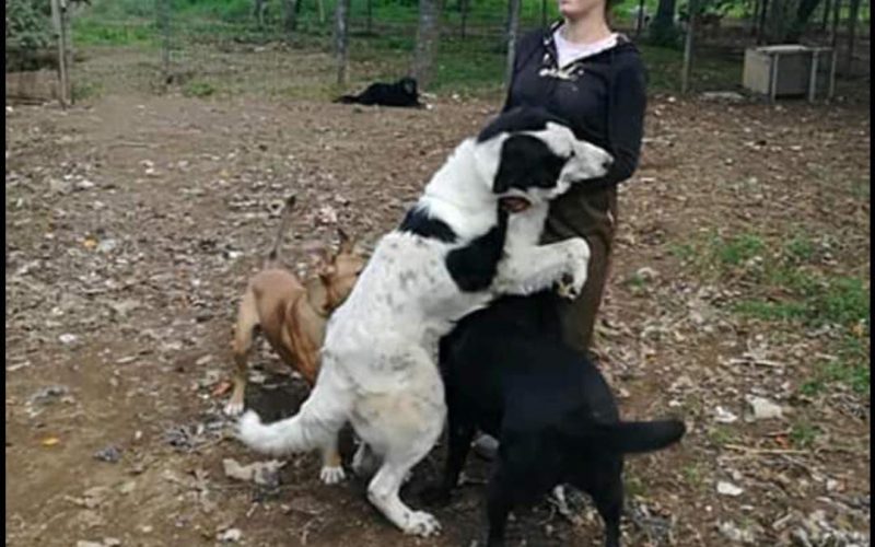 La forte passione degli animali di Anna