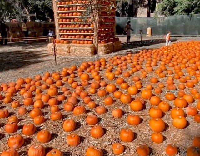 Con il mese di ottobre arriva il meraviglioso mondo delle zucche “Fuori di Zucca” alla Mostra d’Oltremare
