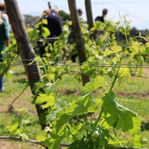 Cantine Federiciane: il cuore dei Campi Flegrei