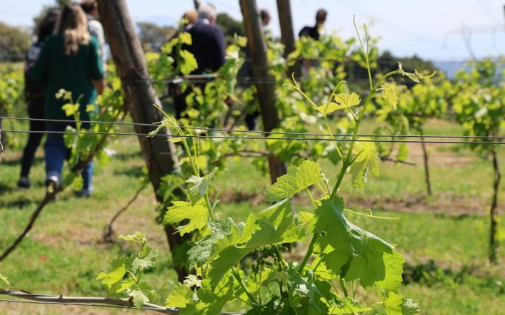 Cantine Federiciane: il cuore dei Campi Flegrei