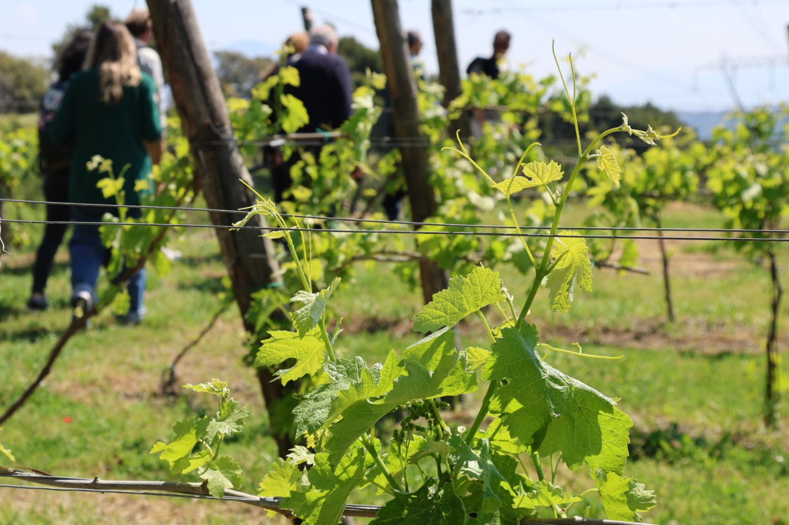 Cantine Federiciane: il cuore dei Campi Flegrei